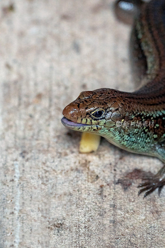 主要Skink (Bellatorias frerei)